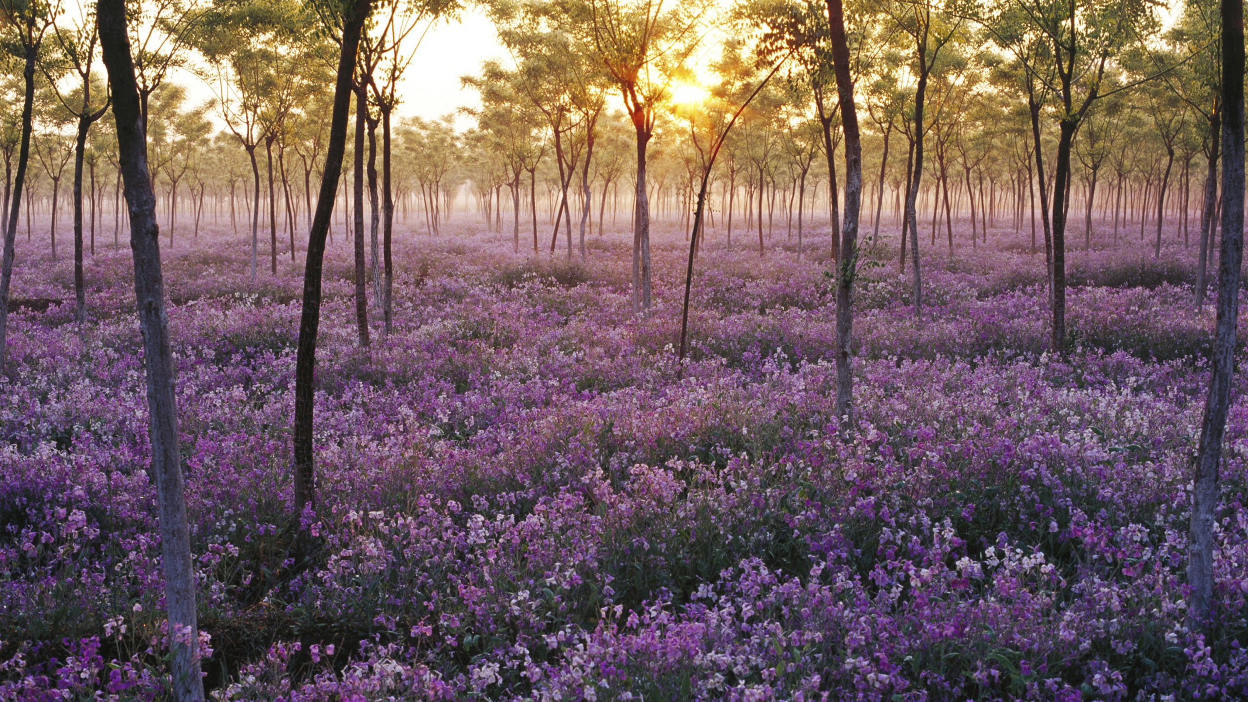 sparse forest carpeted with purple flowers